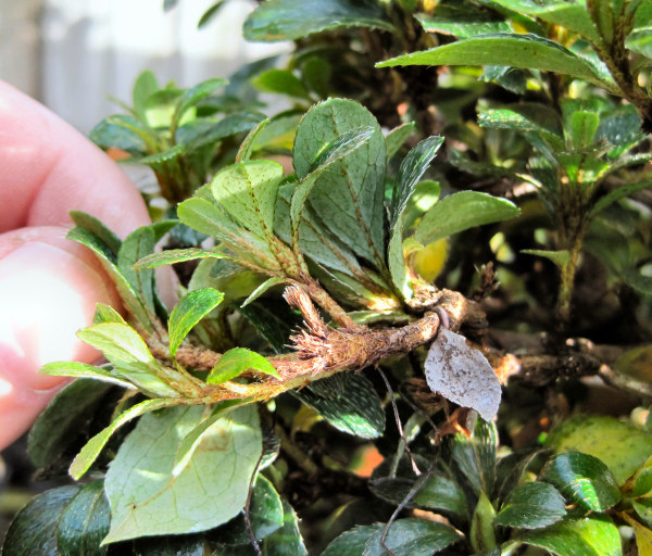 How To Prune Azalea Bonsai
